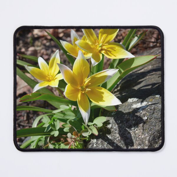 Item preview, Tulipa tarda trio designed and sold by Jouko Lehto Photography.