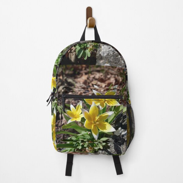 Item preview, Tulipa tarda trio designed and sold by Jouko Lehto Photography.