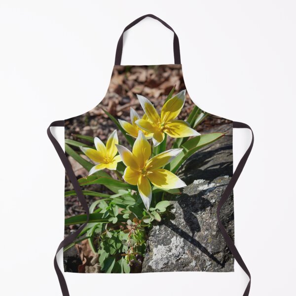 Item preview, Tulipa tarda trio designed and sold by Jouko Lehto Photography.