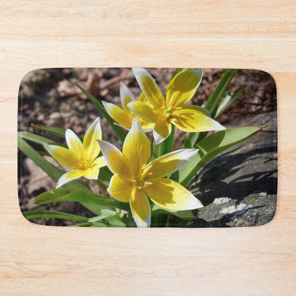 Item preview, Tulipa tarda trio designed and sold by Jouko Lehto Photography.