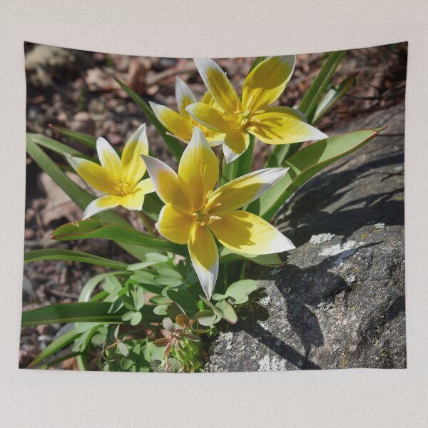 Item preview, Tulipa tarda trio designed and sold by Jouko Lehto Photography.