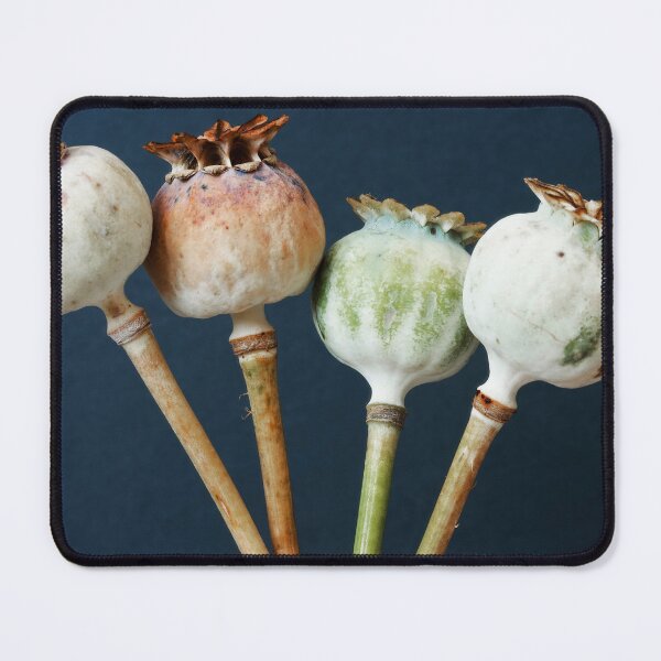 Item preview, Poppy seed pods designed and sold by Anne Staub.