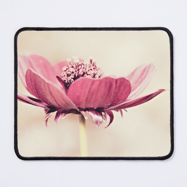 Item preview, Cosmos designed and sold by Anne Staub.