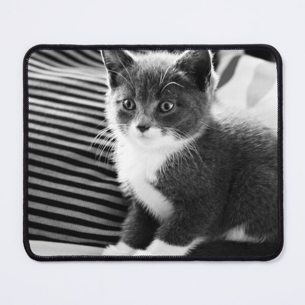 Item preview, Kitten IV designed and sold by Anne Staub.