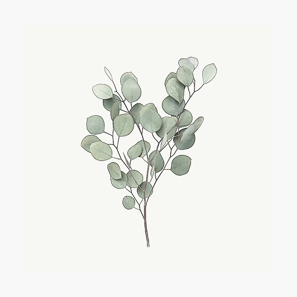 Item preview, Eucalyptus Leaves Botanical Drawing, Plant Greenery Farmhouse Design designed and sold by Olverh Design Studio.