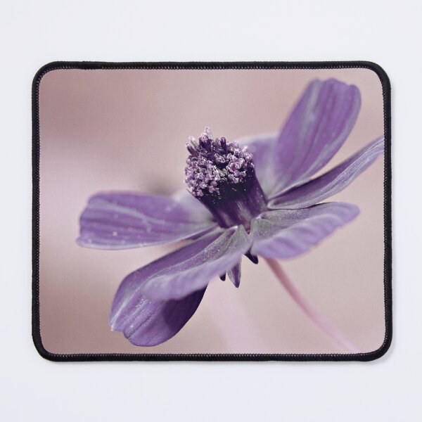 Item preview, Cosmos designed and sold by Anne Staub.