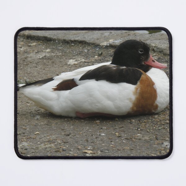 Item preview, Sleepy Shelduck on the Bank Photograph designed and sold by naturegallery.
