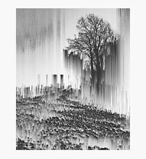 Tree Photographic Print