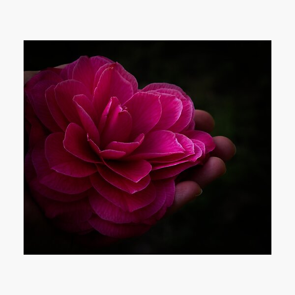 Atmosphere of Night Camellia Flower Tamara Rendell Photographic Print