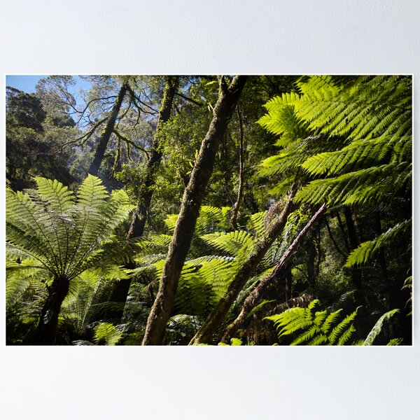 Item preview, Otway Ferns designed and sold by Carly Michael.