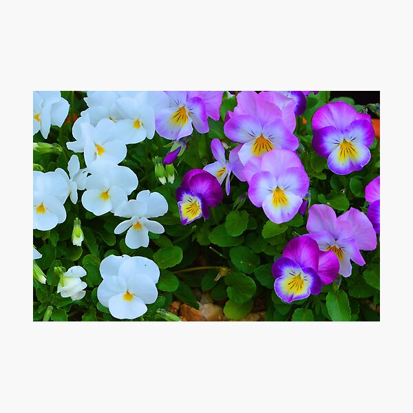 Item preview, Springtime designed and sold by LensationalPS.
