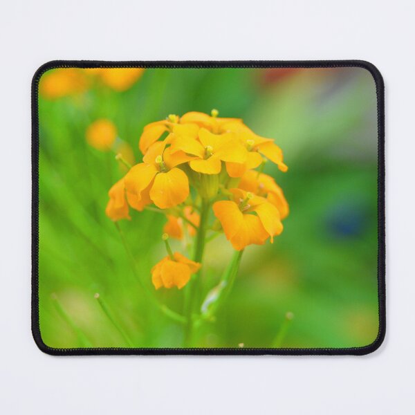 Item preview, Primavera 2 designed and sold by LensationalPS.