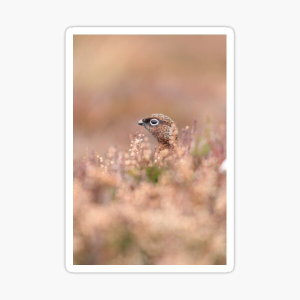 Female Red Grouse Sticker