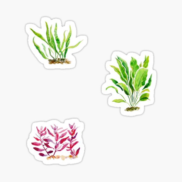 Aquarium Plant Series Triptych 1 Sticker