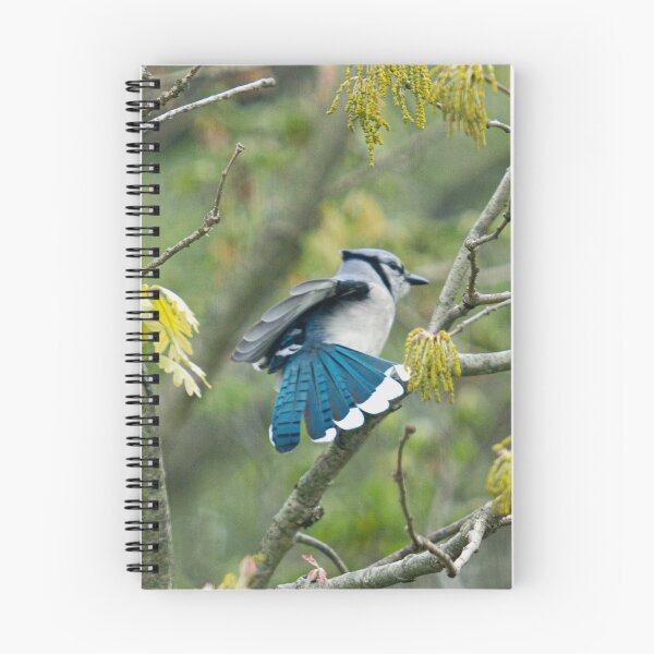 Artikelvorschau, BlueJay entworfen und verkauft von Lauren1235.