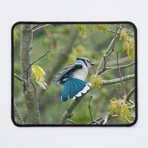 Item preview, BlueJay designed and sold by Lauren1235.
