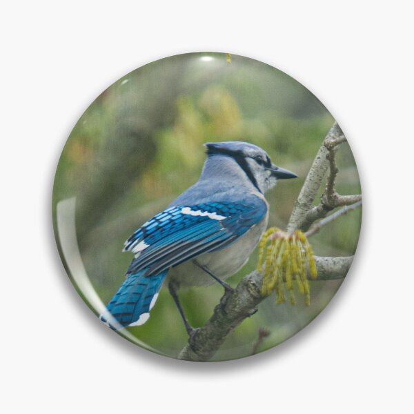 Artikelvorschau, Schöner BlueJay entworfen und verkauft von Lauren1235.
