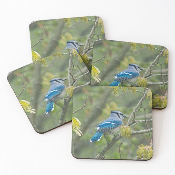 Item preview, Beautiful BlueJay designed and sold by Lauren1235.