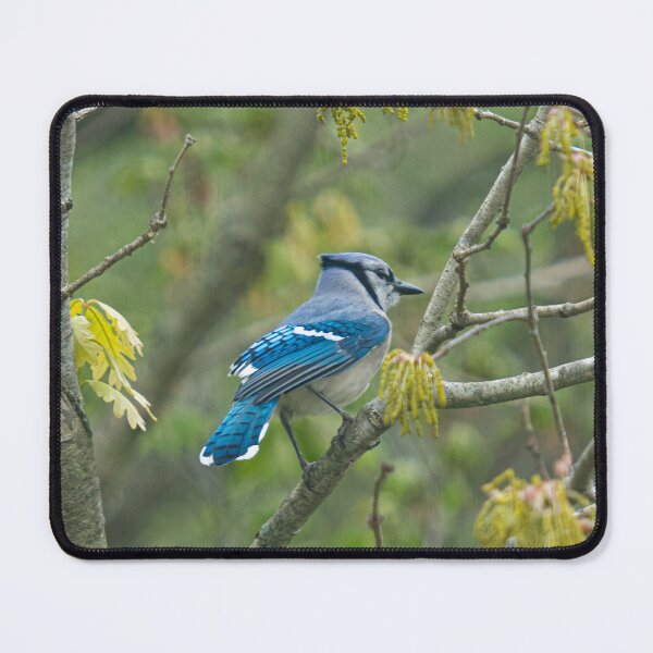 Item preview, Beautiful BlueJay designed and sold by Lauren1235.