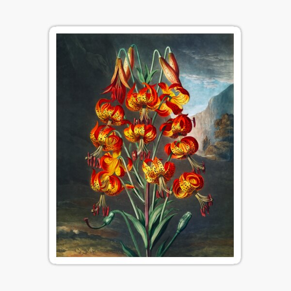 Item preview, Lily by RJ Thornton  designed and sold by jadeandjester.