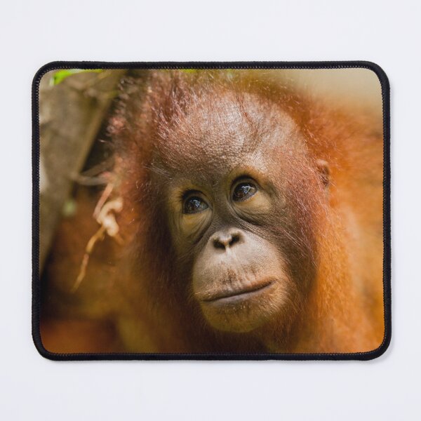 Item preview, Young Orangutan designed and sold by pasdem.