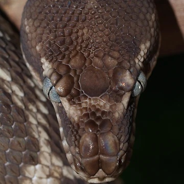 Artwork thumbnail, Rough Scaled Python by Steve Bullock