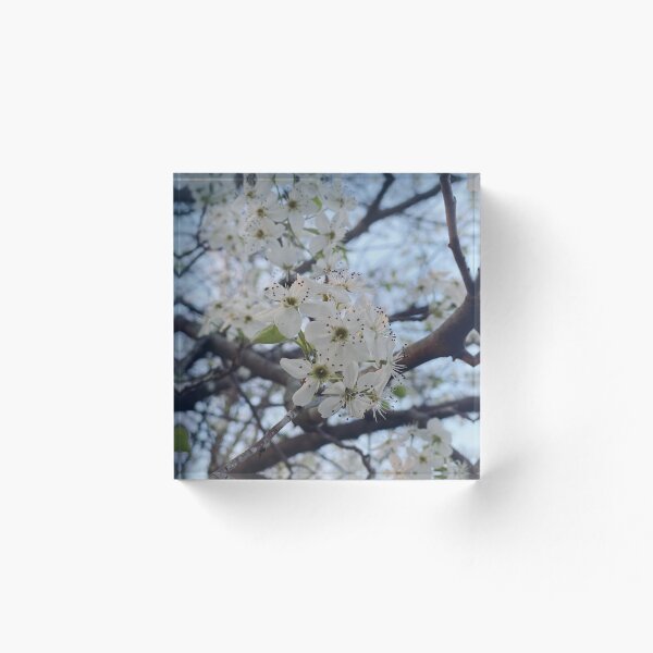 Item preview, Flowering Dogwood designed and sold by The Creature Feature.