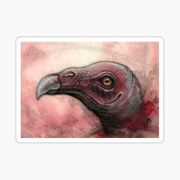 Item preview, Turkey Vulture Study designed and sold by A Curious Bestiary.
