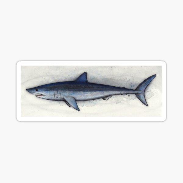 Item preview, Mako Study designed and sold by A Curious Bestiary.