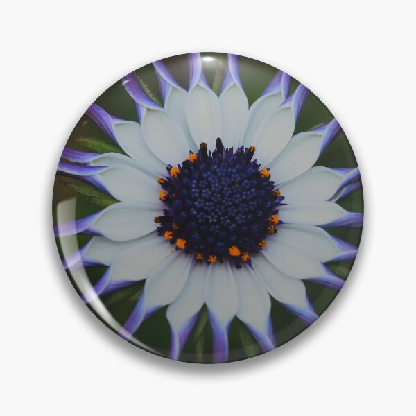 Item preview, Osteospermum Whirligig designed and sold by andrachne.