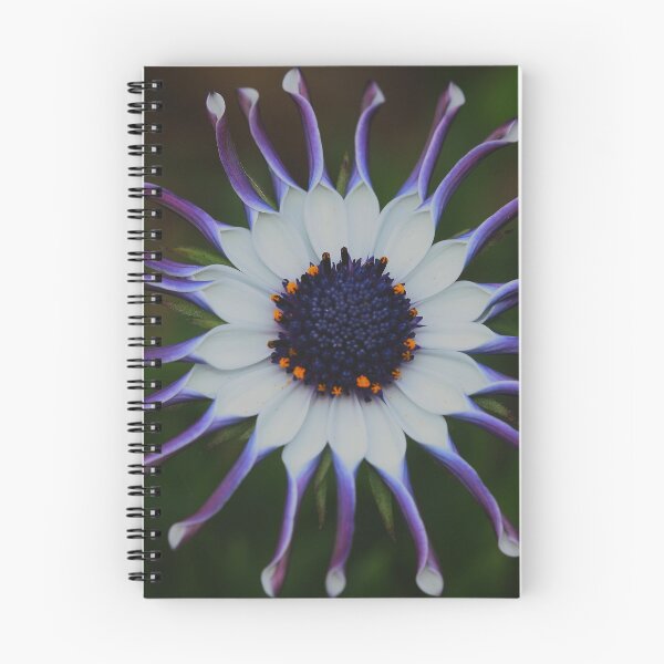 Item preview, Osteospermum Whirligig designed and sold by andrachne.