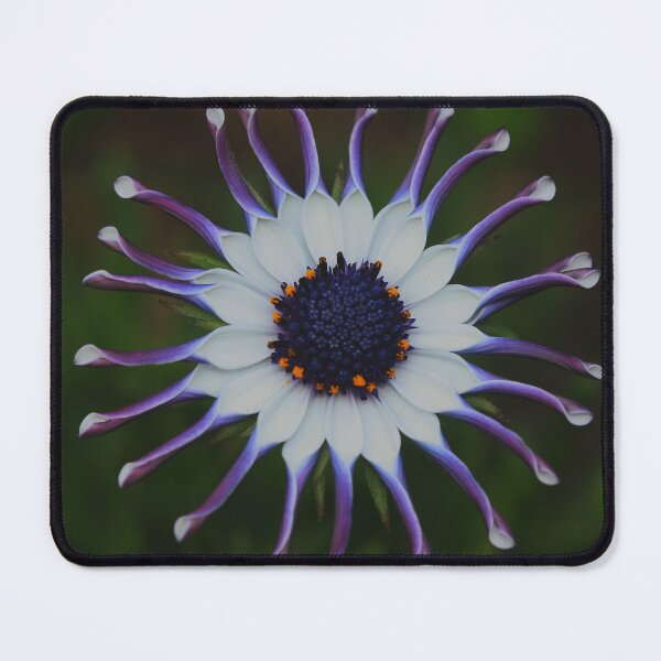 Item preview, Osteospermum Whirligig designed and sold by andrachne.