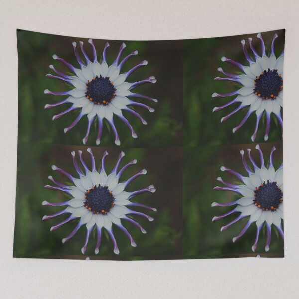 Item preview, Osteospermum Whirligig designed and sold by andrachne.