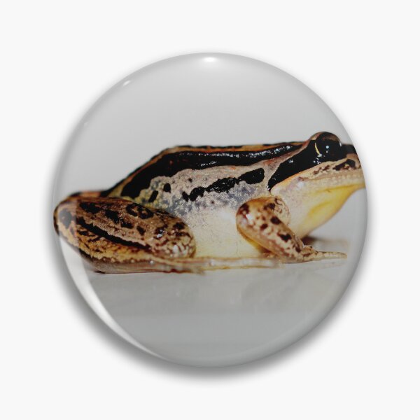 Item preview, Litoria nasuta designed and sold by andrachne.