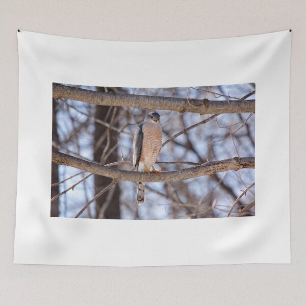 Item preview, Cooper's Hawk designed and sold by Eunice Gibb.