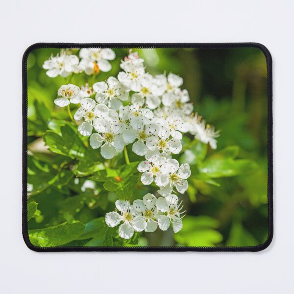 Item preview, Hawthorn Blossom in a local Woodland in May designed and sold by Cameranick.
