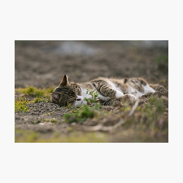 Tabby cat enjoys the sun relaxing in the garden in the evening 2 Photographic Print