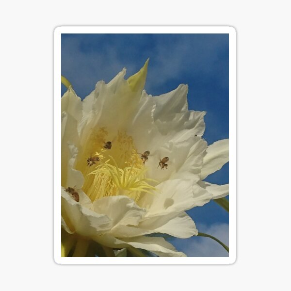 Dramatic Dragon Fruit Flower Sticker