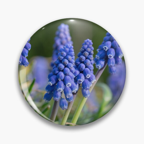 Item preview, Grape hyacinth in the garden designed and sold by xP42.