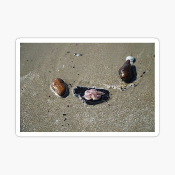 Small starfish on the sandy beach in Noordwijk Sticker