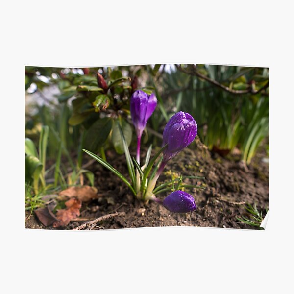 Spring crocus after the rain Poster