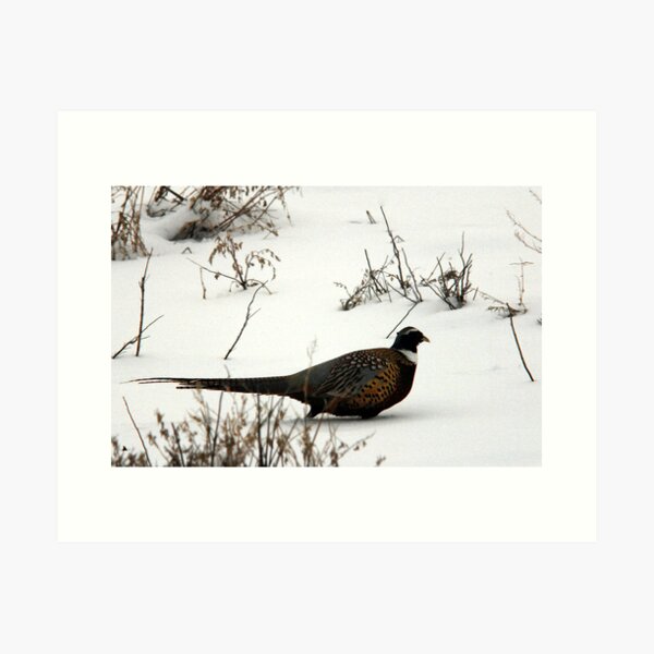 Item preview, Winter Ring-Necked Pheasant designed and sold by Ryan Houston.