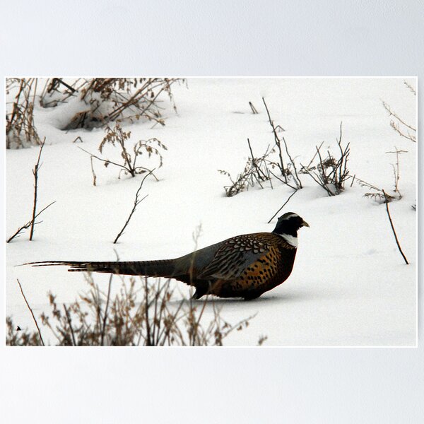 Item preview, Winter Ring-Necked Pheasant designed and sold by Ryan Houston.