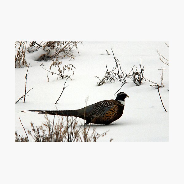 Item preview, Winter Ring-Necked Pheasant designed and sold by Ryan Houston.