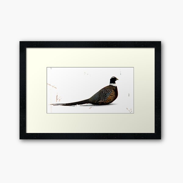 Snowbank Pheasant Framed Art Print