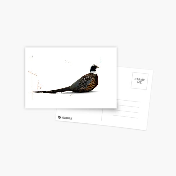 Snowbank Pheasant Postcard