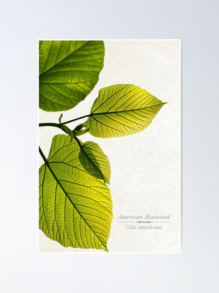 Green Basswood Leaves Poster for Sale by Christina Rollo