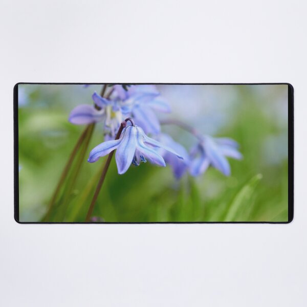 Item preview, Siberian Squill group designed and sold by Jouko Lehto Photography.