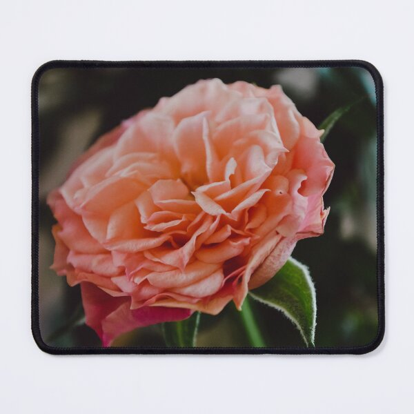 Aperçu de l'œuvre Rose rose créée et vendue par anchorsofhope.