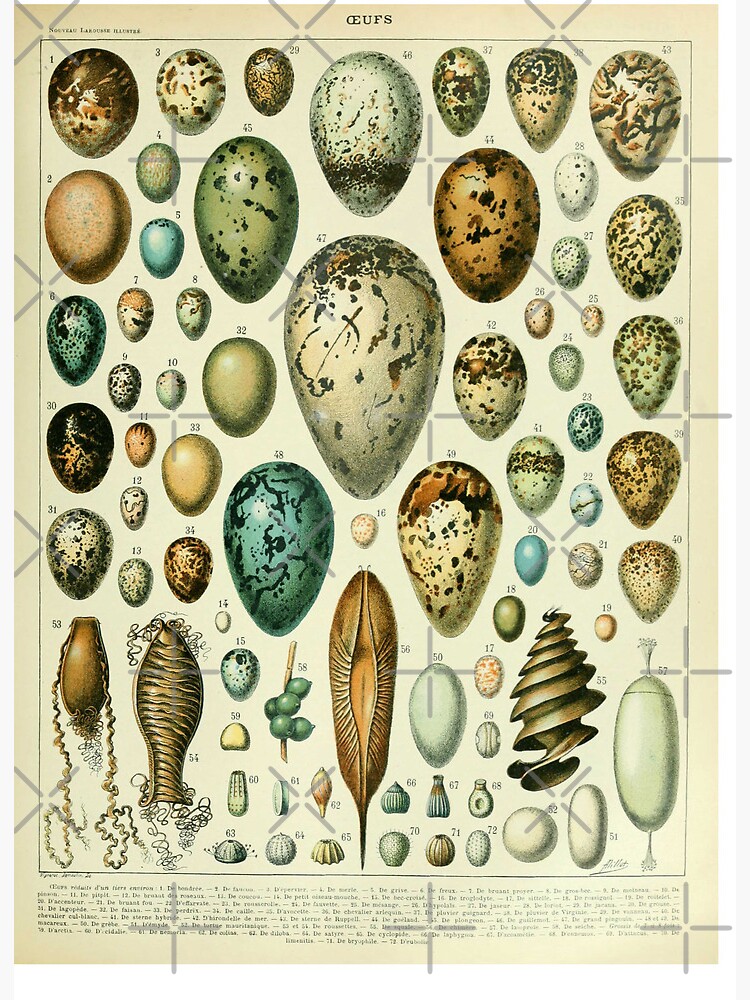 Vintage bird egg identification poster Art Board Print for Sale by cutesy